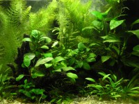 /album/acquariofilia/fig-1-jpg/
